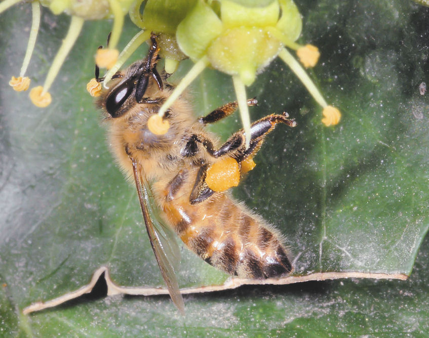Ape acrobata